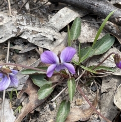 Viola betonicifolia subsp. betonicifolia at Paddys River, ACT - 1 Nov 2021 12:44 PM