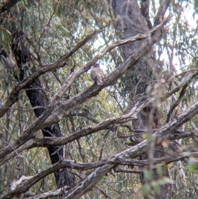 Phaps chalcoptera (Common Bronzewing) at Warby-Ovens National Park - 30 Oct 2021 by Darcy