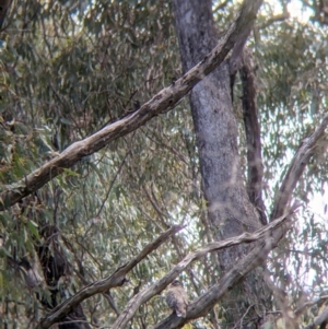 Phaps chalcoptera at Killawarra, VIC - 30 Oct 2021