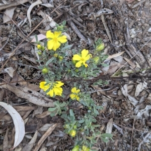 Hibbertia obtusifolia at Killawarra, VIC - 30 Oct 2021 03:25 PM