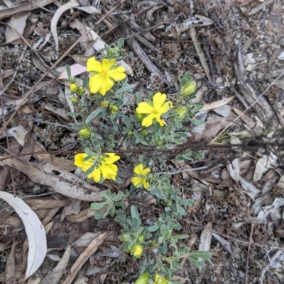 Hibbertia obtusifolia (Grey Guinea-flower) at Killawarra, VIC - 30 Oct 2021 by Darcy