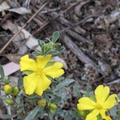 Hibbertia obtusifolia at Killawarra, VIC - 30 Oct 2021 03:25 PM