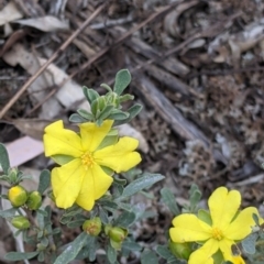 Hibbertia obtusifolia at Killawarra, VIC - 30 Oct 2021