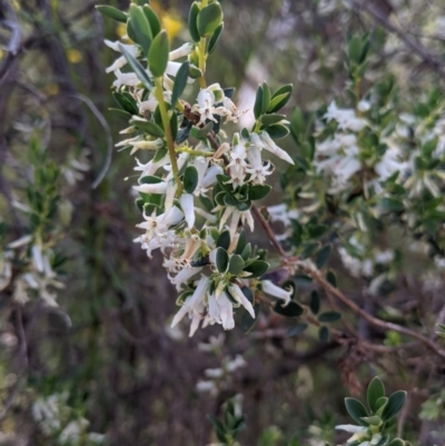 Brachyloma daphnoides (Daphne Heath) at Warby-Ovens National Park - 30 Oct 2021 by Darcy