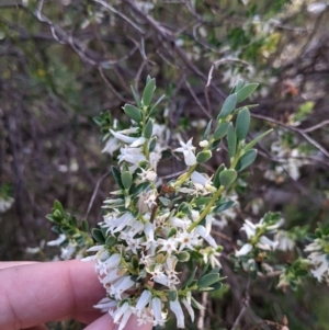 Brachyloma daphnoides at Mount Bruno, VIC - 30 Oct 2021 04:02 PM