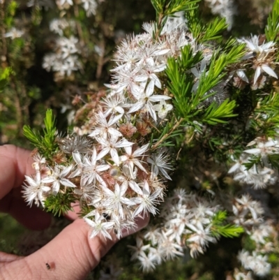 Calytrix tetragona (Common Fringe-myrtle) at Warby-Ovens National Park - 30 Oct 2021 by Darcy