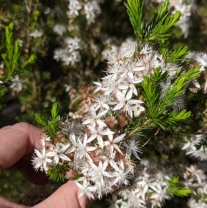 Calytrix tetragona at Mount Bruno, VIC - 30 Oct 2021 04:04 PM