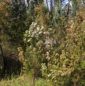 Calytrix tetragona at Mount Bruno, VIC - 30 Oct 2021