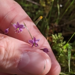 Arthropodium minus (Small Vanilla Lily) at Mount Bruno, VIC - 30 Oct 2021 by Darcy