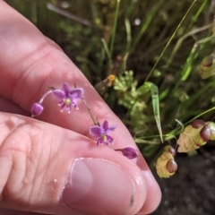 Arthropodium minus at Mount Bruno, VIC - 30 Oct 2021