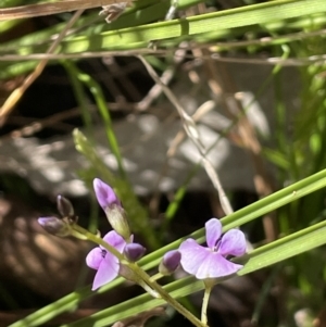 Glycine clandestina at Cotter River, ACT - 1 Nov 2021 03:54 PM