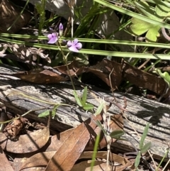 Glycine clandestina at Cotter River, ACT - 1 Nov 2021 03:54 PM