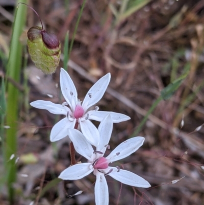 Burchardia umbellata (Milkmaids) at Warby-Ovens National Park - 30 Oct 2021 by Darcy