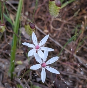 Burchardia umbellata at Mount Bruno, VIC - 30 Oct 2021 04:19 PM