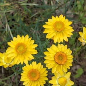 Xerochrysum viscosum at Mount Bruno, VIC - 30 Oct 2021 04:23 PM