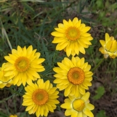 Xerochrysum viscosum at Mount Bruno, VIC - 30 Oct 2021 04:23 PM