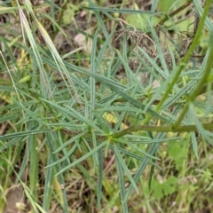 Xerochrysum viscosum at Mount Bruno, VIC - 30 Oct 2021 04:23 PM