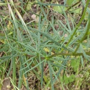 Xerochrysum viscosum at Mount Bruno, VIC - 30 Oct 2021 04:23 PM