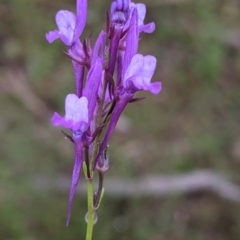 Linaria pelisseriana (Pelisser's Toadflax) at Mount Bruno, VIC - 30 Oct 2021 by Darcy