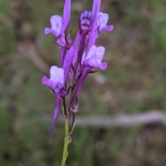 Linaria pelisseriana at Mount Bruno, VIC - 30 Oct 2021