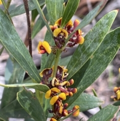 Daviesia mimosoides (Bitter Pea) at Namadgi National Park - 1 Nov 2021 by JaneR