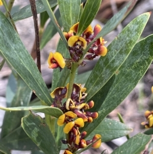 Daviesia mimosoides at Tennent, ACT - 1 Nov 2021 01:47 PM