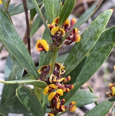 Daviesia mimosoides (Bitter Pea) at Tennent, ACT - 1 Nov 2021 by JaneR
