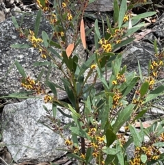 Daviesia mimosoides at Tennent, ACT - 1 Nov 2021 01:47 PM