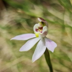 Caladenia mentiens (Cryptic Pink-fingers) at Paddys River, ACT - 31 Oct 2021 by RobG1