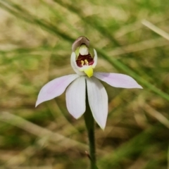 Caladenia carnea at Paddys River, ACT - suppressed