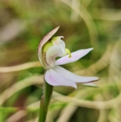 Caladenia carnea at Paddys River, ACT - 1 Nov 2021