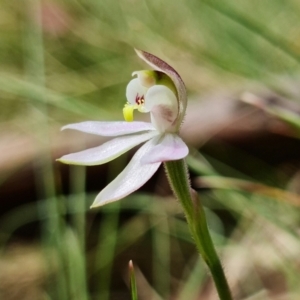 Caladenia carnea at Paddys River, ACT - suppressed