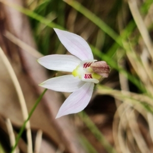 Caladenia carnea at Paddys River, ACT - suppressed