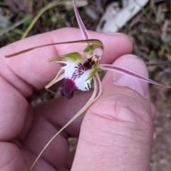 Caladenia parva (Brown-clubbed Spider Orchid) at Mount Bruno, VIC - 30 Oct 2021 by Darcy