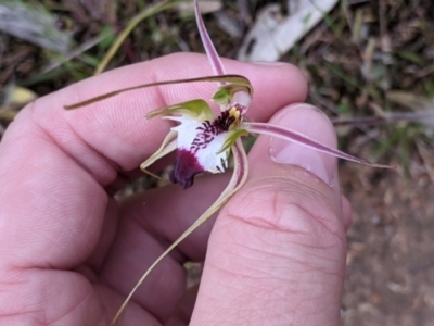 Caladenia parva (Brown-clubbed Spider Orchid) at Mount Bruno, VIC - 30 Oct 2021 by Darcy
