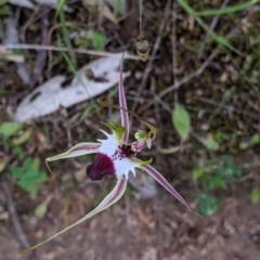 Caladenia parva at Mount Bruno, VIC - 30 Oct 2021