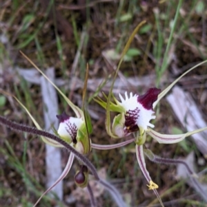 Caladenia parva at Mount Bruno, VIC - 30 Oct 2021