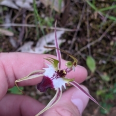 Caladenia parva at Mount Bruno, VIC - 30 Oct 2021