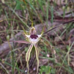 Caladenia parva at Mount Bruno, VIC - 30 Oct 2021