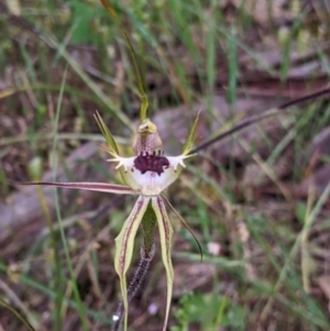 Caladenia parva at Mount Bruno, VIC - 30 Oct 2021