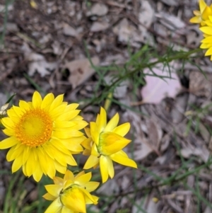 Xerochrysum viscosum at Mount Bruno, VIC - 30 Oct 2021 04:31 PM