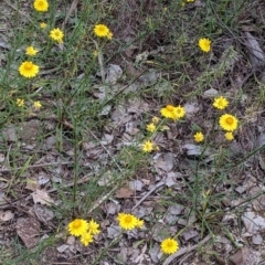 Xerochrysum viscosum at Mount Bruno, VIC - 30 Oct 2021 04:31 PM