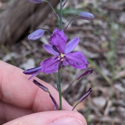 Arthropodium strictum (Chocolate Lily) at Warby-Ovens National Park - 30 Oct 2021 by Darcy