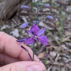 Arthropodium strictum at Mount Bruno, VIC - 30 Oct 2021