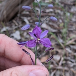 Arthropodium strictum at Mount Bruno, VIC - 30 Oct 2021 04:32 PM