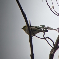 Zosterops lateralis (Silvereye) at Mount Bruno, VIC - 30 Oct 2021 by Darcy