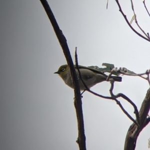 Zosterops lateralis at Mount Bruno, VIC - 30 Oct 2021