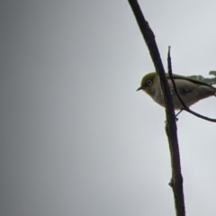 Zosterops lateralis at Mount Bruno, VIC - 30 Oct 2021