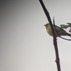 Zosterops lateralis at Mount Bruno, VIC - 30 Oct 2021