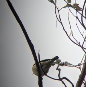 Zosterops lateralis at Mount Bruno, VIC - 30 Oct 2021